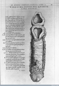 L0015865 Vesalius "De humani...", 1543: illustration of a uterus Credit: Wellcome Library, London. Wellcome Images images@wellcome.ac.uk http://wellcomeimages.org Illustration of a human uterus, resembling a penis De humani corporis fabrica Andreas Vesalius Published: 1543 Copyrighted work available under Creative Commons Attribution only licence CC BY 4.0 http://creativecommons.org/licenses/by/4.0/