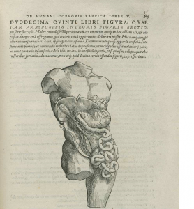図6　ヴェサリウス『人体構造論』より、トルソーの上に描きこむ様式をとった腹部の臓器の解剖図。